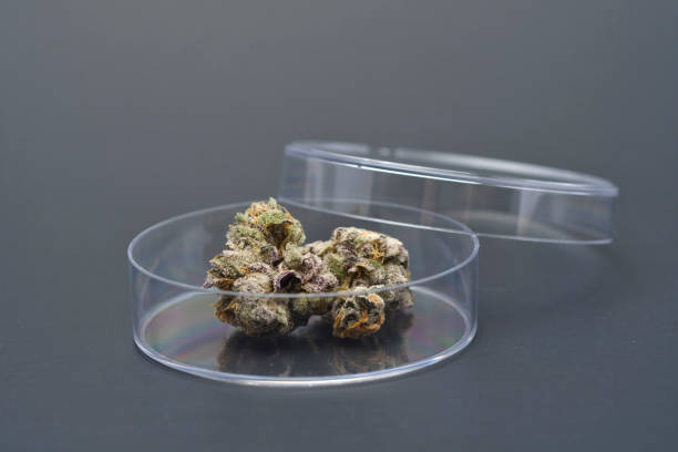 Marijuana buds in petri dish.